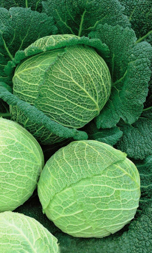 Капуста савойская УРАЛОЧКА