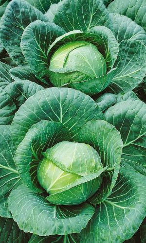 Капуста ТАЙНИНСКАЯ