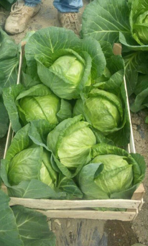 Капуста ЗАРНИЦА F1