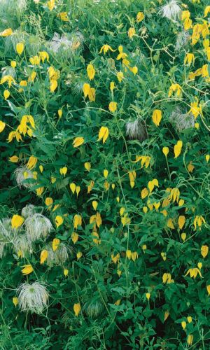 Клематис КИТАЙСКИЕ ФОНАРИКИ