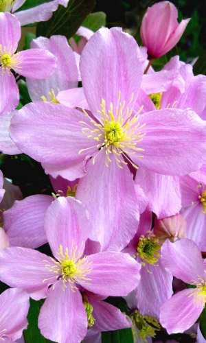 Клематис РОЗОВЫЕ МЕЧТЫ