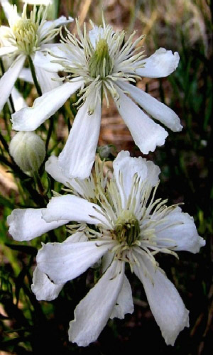 Клематис ШЕСТИЛЕПЕСТНЫЙ