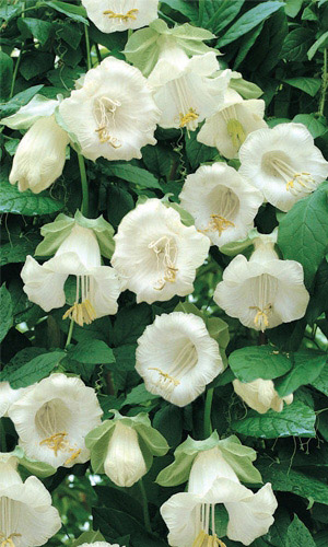 Кобея ВИННО-БЕЛАЯ