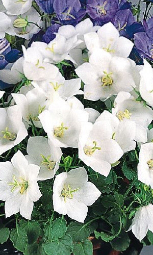 Колокольчик карпатский БЕЛЫЙ