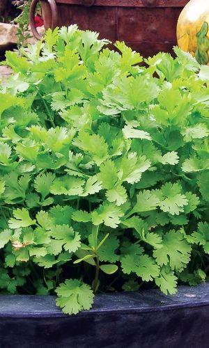 Кориандр (кинза) ПРЕЛЕСТЬ