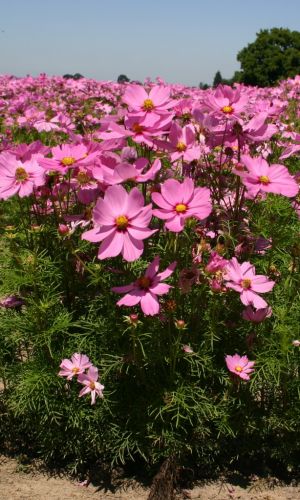 Космея РОЗОВАЯ