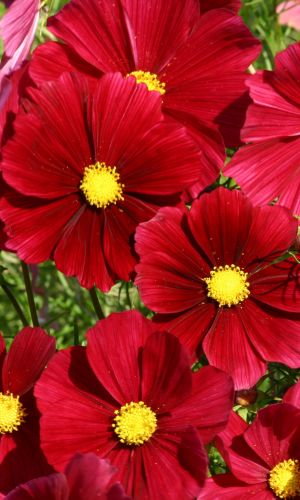 Космея СЕНСАЦИЯ ВИШНЁВО-КРАСНАЯ