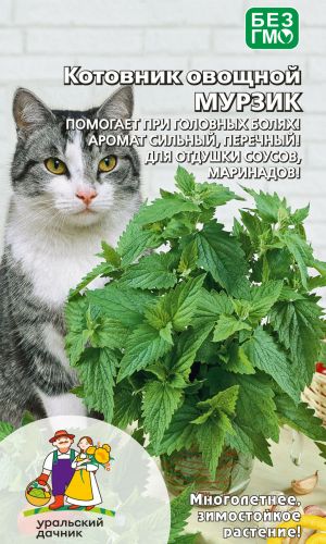 Котовник овощной МУРЗИК &mdash; Помогает при головных болях! Аромат сильный, перечный! Для отдушки соусов, маринадов!