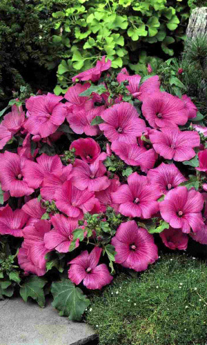 Лаватера РОЗОВЫЙ ТОПАЗ