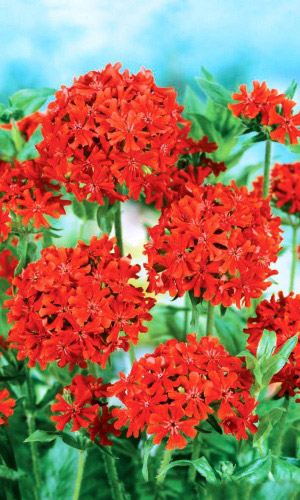 Лихнис КРАСНЫЙ