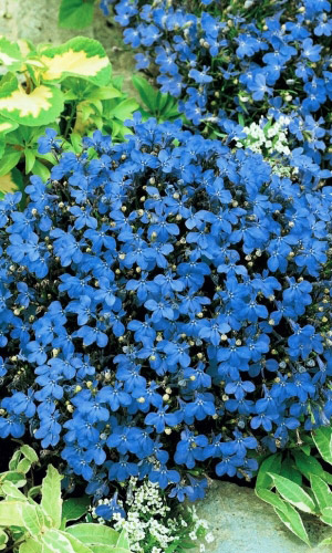 Лобелия КРИСТАЛЬНЫЙ ДВОРЕЦ