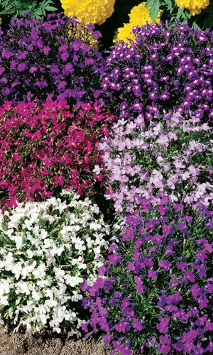 Лобелия ФОНТАН МИКС