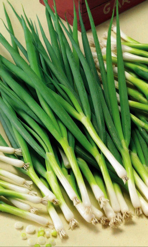 Лук батун ТРОИЦА