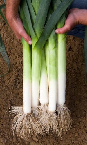 Лук порей БАНДИТ СИБИРИ