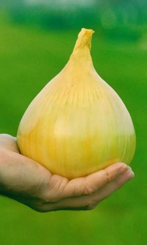 Лук репчатый ЭКСИБИШЕН F1 (ГЕЛЬ ДРАЖЕ)