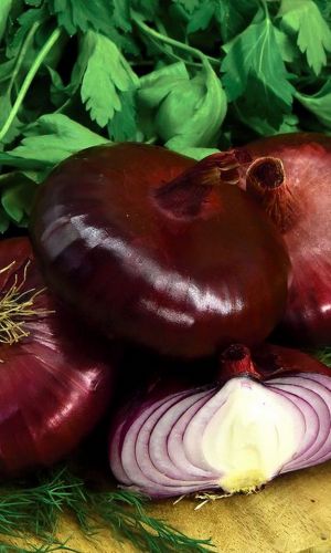 Лук репчатый ЯЛТИНСКИЙ КРАСНЫЙ