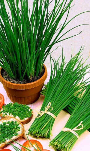 Лук шнитт МЕДОНОС