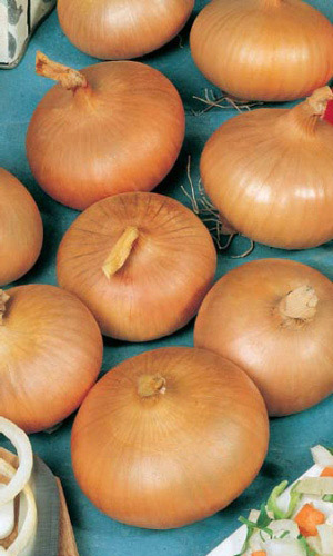 Лук репчатый ШТУТГАРТЕР РИЗЕН