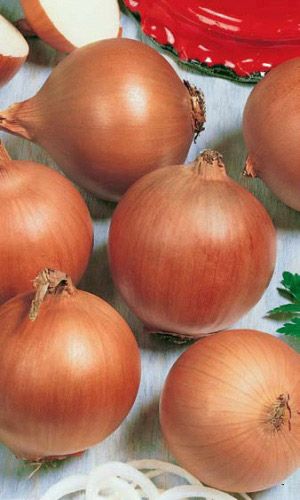 Лук репчатый СТРИГУНОВСКИЙ МЕСТНЫЙ