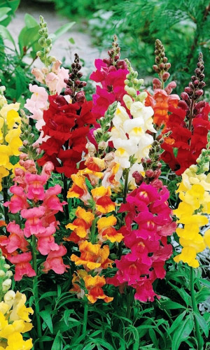 Львиный зев ВОЛШЕБНЫЙ КОВЁР