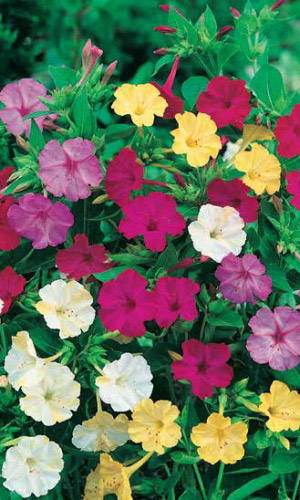 Мирабилис НОЧНАЯ КРАСАВИЦА