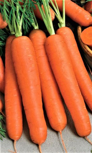 Морковь АЛТАЙСКАЯ САХАРНАЯ (ЛЕНТА)