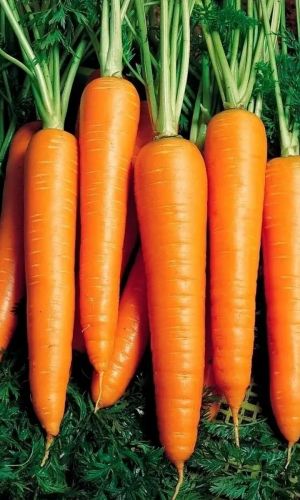 Морковь ЦУКАТ