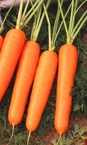 Морковь НАНТСКАЯ БЕЗ СЕРДЦЕВИНЫ