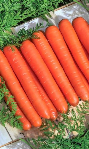 Морковь САДКО &mdash; Хрустящие, сочные и полезные плоды для деток! Высокое содержание сахара и каротина! Мякоть сочная, нежная, сладкая! Для зимнего хранения!