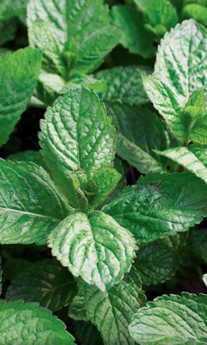 Мята ЛЕКАРСТВЕННАЯ-1