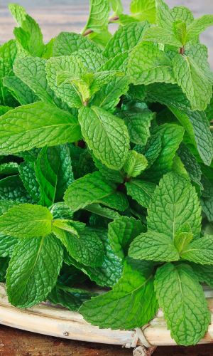 Мята перечная МОРОЗКО