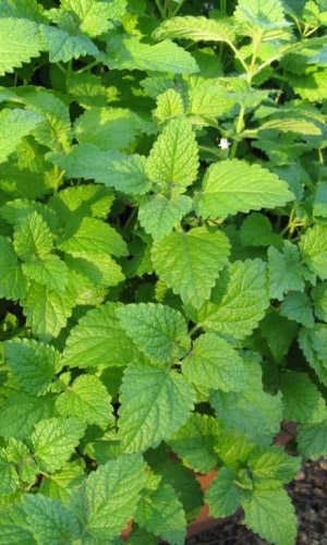 Мята СПИРМИНТ