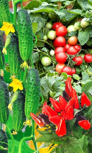 Набор комнатных овощей НОВОГОДНИЙ УРОЖАЙ