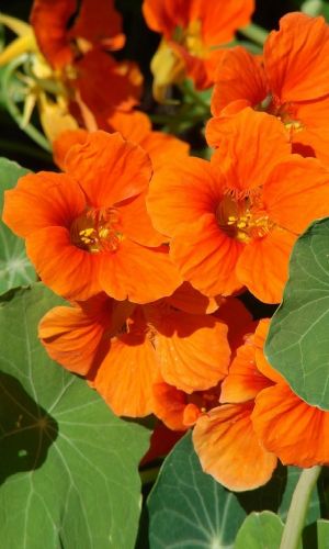 Настурция ОРАНЖЕВЫЙ БЛИК