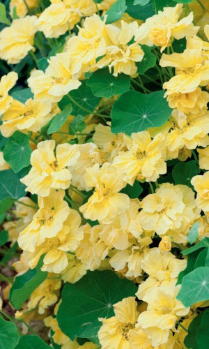 Настурция ЙЕТИ