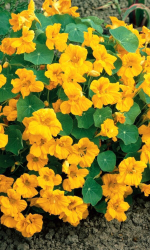 Настурция ЗОЛОТОЙ БЛИК