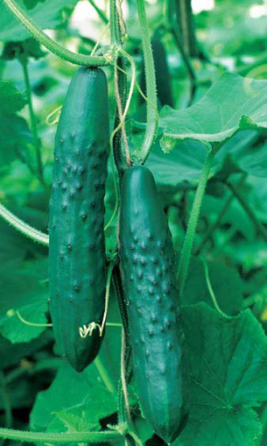 Огурец АПРЕЛЬСКИЙ F1