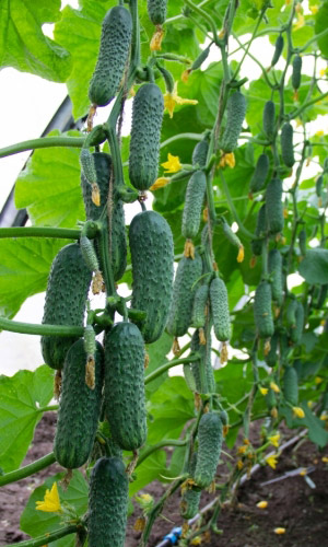 Огурец АРСЕНИЙ F1 &mdash; Супернеприхотливый! До 30 плодов на растении одновременно! Пучковый!