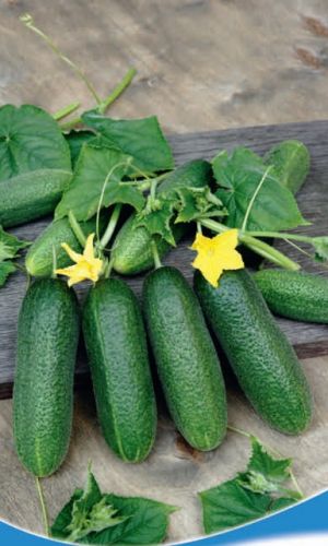 Огурец БОДРЫЙ ДЕНЬ F1 &mdash; Зеленцы короткие, белошипые, долго не желтеют! Длительный период плодоношения! Хороши для засола в бочках и банках!