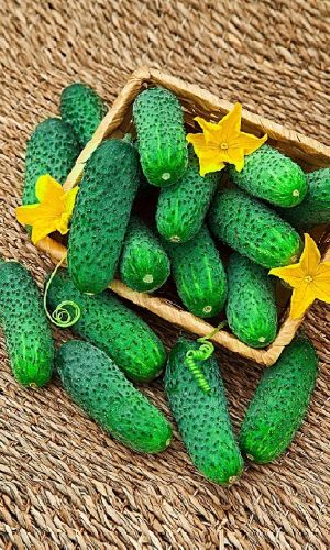 Огурец БОДРЫЙ ХРУСТЯЧОК F1 &mdash; Очень ранний! Надёжный! Жаростойкий! Устойчив к болезням!