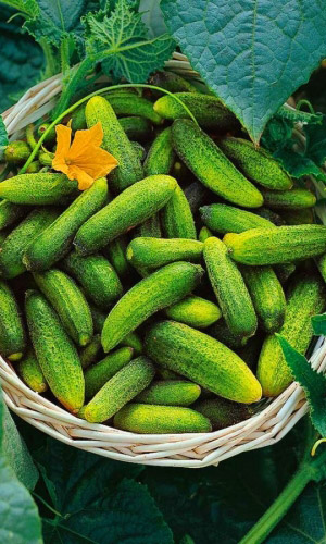 Огурец ЭВИТА F1