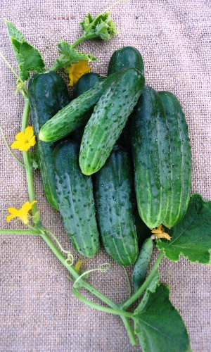 Огурец ФЕНИКС ПЛЮС (большой пакет) — Семян в 5 раз больше, чем в обычном пакете!