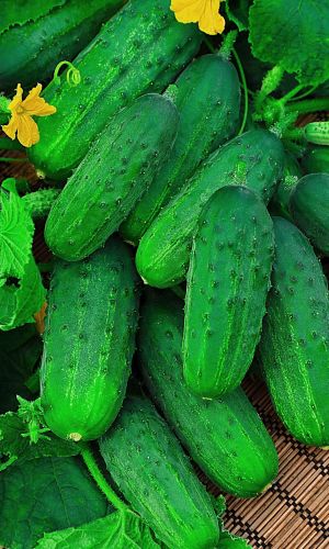 Огурец ГАРАНТ &mdash; Славный урожай сладких зеленцов! И в салат, и на засол! Плодоносит до осени!
