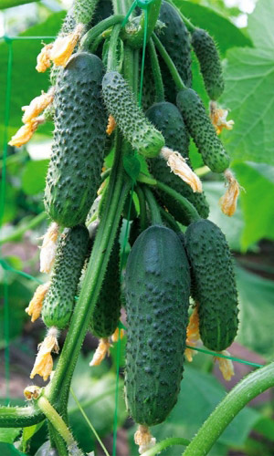 Огурец ГОМЕР F1