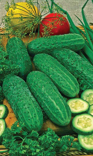 Огурец ХИТ СЕЗОНА F1 &mdash; Надёжный скороспелый гибрид! Пучковый! Плодоносит до поздней осени!