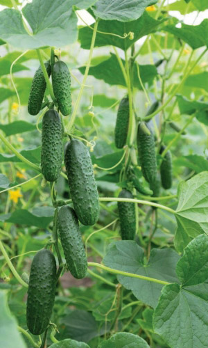 Огурец ХРУСТЯЩЕЕ СЧАСТЬЕ F1