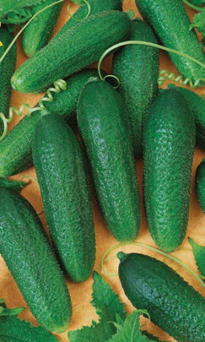 Огурец КЛАВДИЯ УД F1