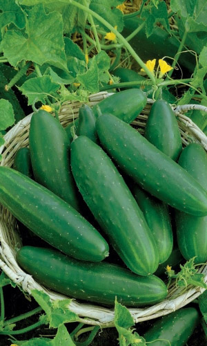 Огурец ЛЮБИМЫЙ МУЖЧИНА F1