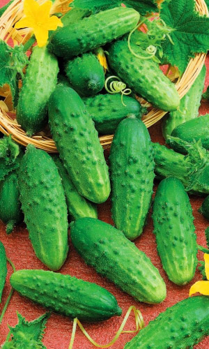 Огурец МАЛЫШОК &mdash; Маленький куст, да большой урожай! Ультраскороспелый! Кустовой! Засолочный! Устойчив к похолоданиям!