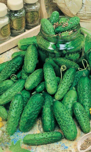 Огурец МАША F1